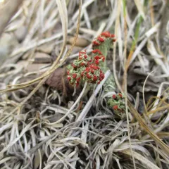 British soldier lichen thumbnail 2