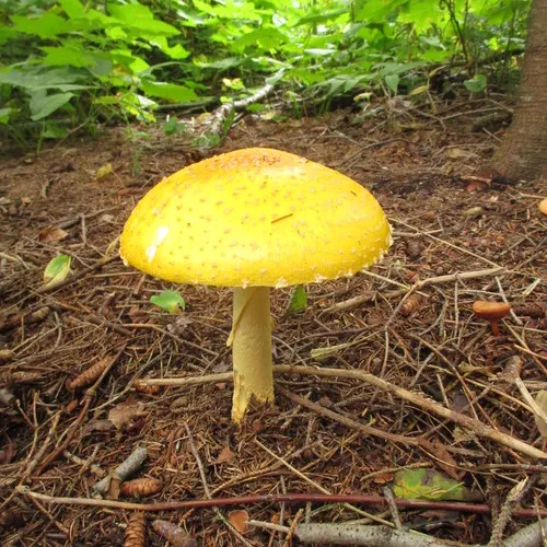 Fly Agaric
