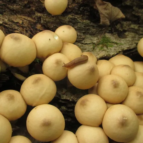 Pear-shaped Puffball