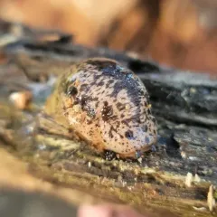 Winding Mantleslug thumbnail 4