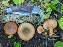 Lactarius aurantiosordidus thumbnail 1