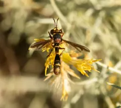 Physocephala texana thumbnail 2