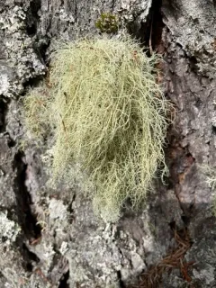 Beard Lichen thumbnail 3