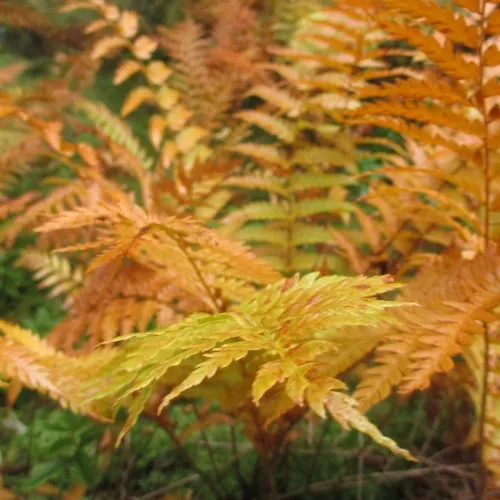 cinnamon fern