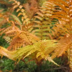 cinnamon fern thumbnail 1
