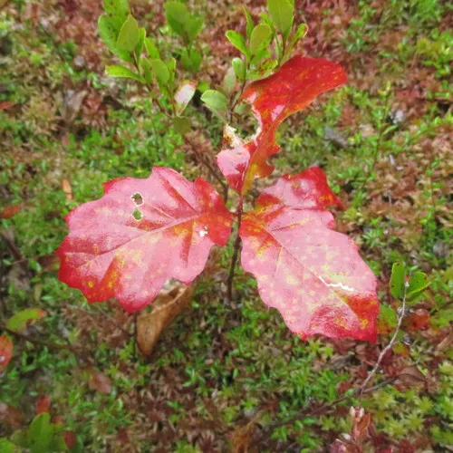 northern red oak