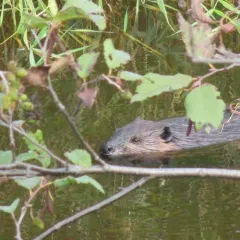 American Beaver
