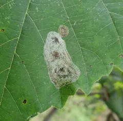 Basswood Round-blotch Miner Moth thumbnail 2