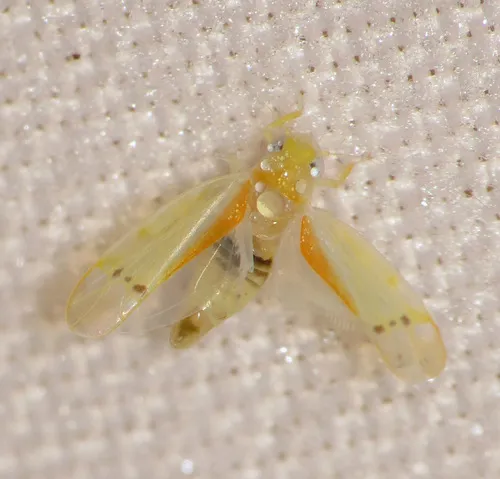 Ossiannilssonola australis