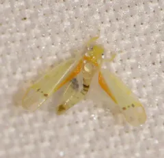 Ossiannilssonola australis thumbnail 1