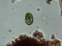 Nusuttodinium aeruginosum thumbnail 3