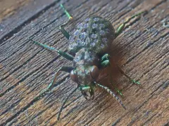 Elaphrus clairvillei thumbnail 3