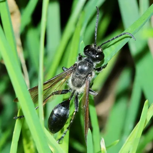 Mexican Grass-carrying Wasp