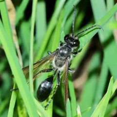 Mexican Grass-carrying Wasp thumbnail 1
