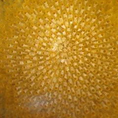 Keyhole Bryozoan thumbnail 4