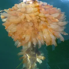 Sea Vase thumbnail 2