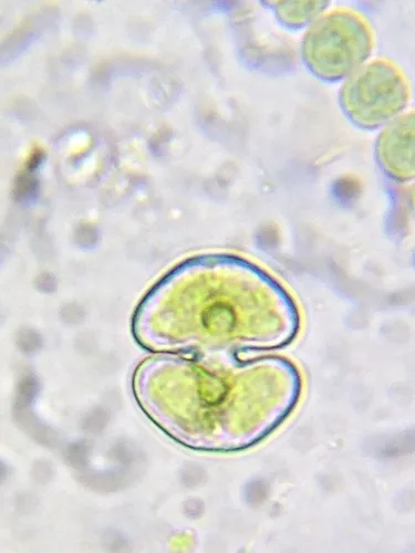 Cosmarium ocellatum