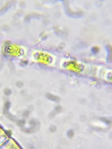 Binuclearia tectorum