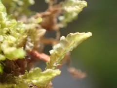Great Mountain Flapwort thumbnail 2