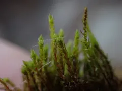 Pohlia bulbifera thumbnail 1