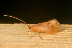 Pycnopsyche scabripennis thumbnail 3