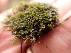 Juratzka's Silverwort thumbnail 1