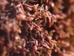 Snow Rustwort thumbnail 2