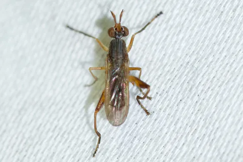 Sepedon armipes