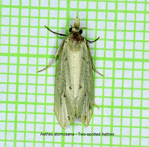 Two-spotted Aethes