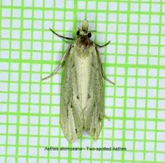 Two-spotted Aethes thumbnail 1