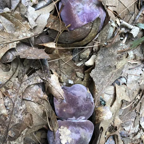 Violet Gray Bolete