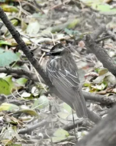 Variegated Flycatcher thumbnail 3