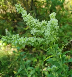 Downy Flower Gall Midge thumbnail 3