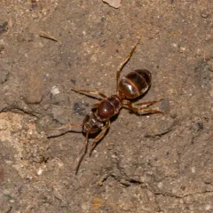 Shaded Fuzzy Ant thumbnail 4
