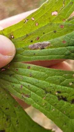 Phytomyza prava thumbnail 1