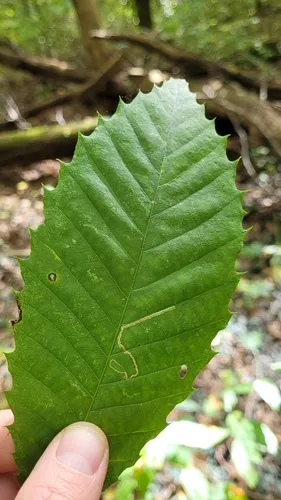 Stigmella castaneaefoliella