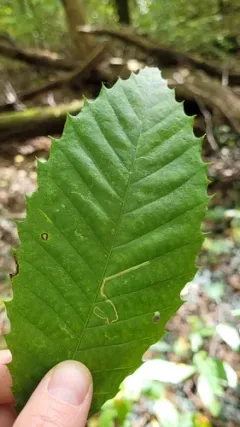 Stigmella castaneaefoliella thumbnail 1