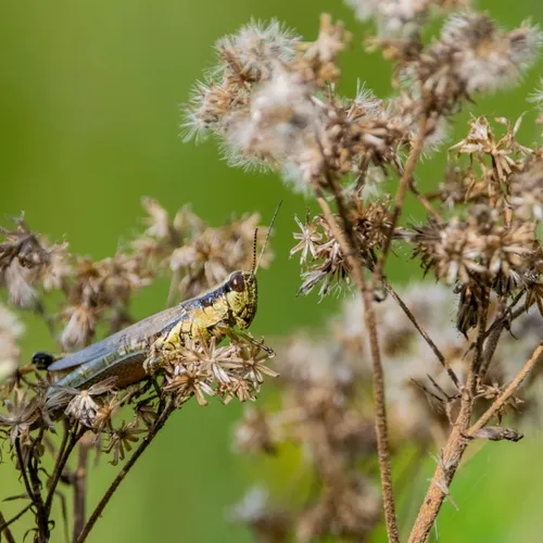 Olive-green Swamp Grasshopper