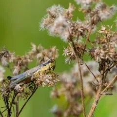 Olive-green Swamp Grasshopper thumbnail 1