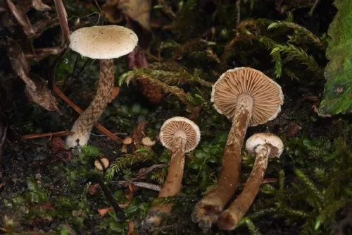 Naucoria luteolofibrillosa