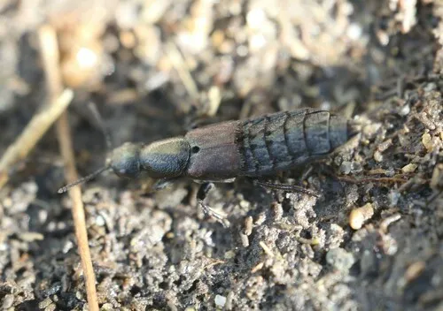 Platydracus praelongus