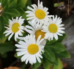 Nippon daisy thumbnail 3