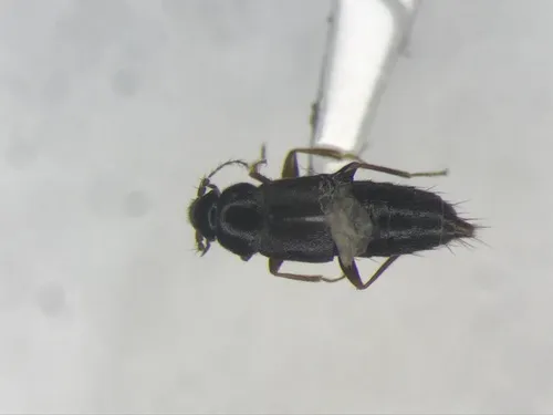 Trichophya pilicornis