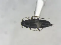 Trichophya pilicornis thumbnail 1
