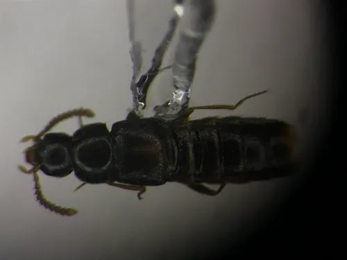 Crataraea suturalis