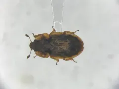 Soronia grisea thumbnail 2