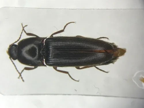 Ampedus melanotoides