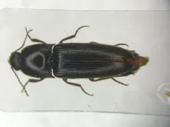 Ampedus melanotoides thumbnail 1