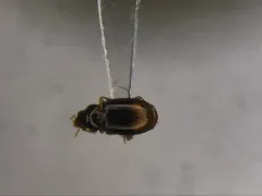 Mioptachys flavicauda thumbnail 1