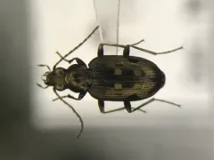 Bembidion inaequale thumbnail 2